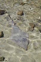 Shark Bay Ocean Park Aquarium - Swimm 2