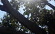 The Season Tree - thumb 0