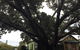 The Season Tree - thumb 1