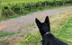 Anderson Hill Cellar Door Restaurant - thumb 1