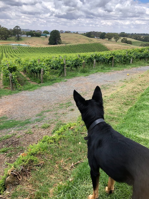 Anderson Hill Cellar Door Restaurant - Internet Find 3