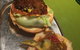 Nordburger - thumb 2