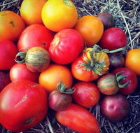 The Seasonal Garden Cafe - Renee