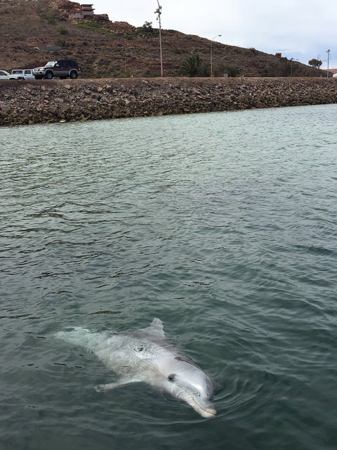 Whyalla Foreshore - Swimm 5