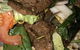 Banana Leaf Thai Restaurant - thumb 4