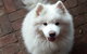 Smiling Samoyed Brewery - thumb 2