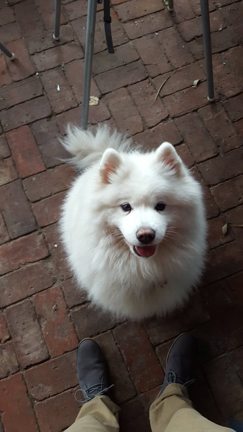 Smiling Samoyed Brewery - Swimm 6