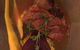 Wooden Horse Restaurant - thumb 4