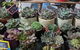 Rusty's Market - thumb 2