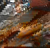 The Bavarian Coomera - Renee