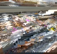 Maleny Seafoods - Internet Find