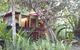 Cassowary Churros Cafe - thumb 0