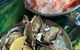 SOS - Stuffedonseafood - thumb 1