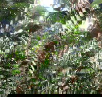 Spirits of Daintree
