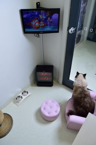 Luxury Cat Hotel - Qld Realsetate 1