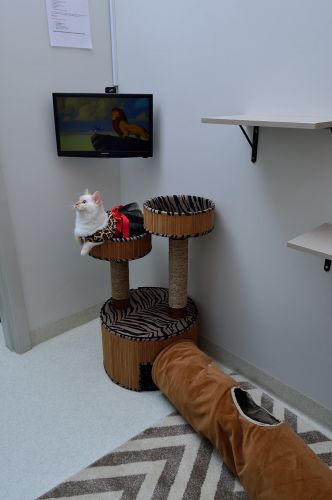 Luxury Cat Hotel - Qld Realsetate 2