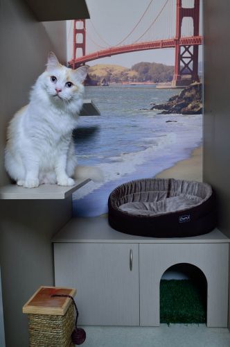 Luxury Cat Hotel - Qld Realsetate 3