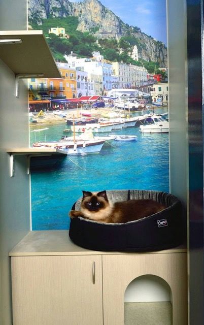 Luxury Cat Hotel - Qld Realsetate 4