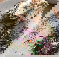 Thirtyfold Cafe - Renee