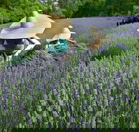 Lavandula Swiss Italian Farm - Renee