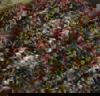 Ray's Pizza  Pasta - Renee