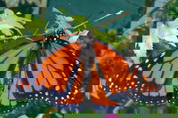 Skydancers Garden Gift  Cafe