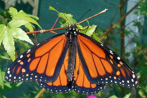 Skydancers Garden Gift & Cafe - Internet Find 0