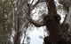 The Forest Door - thumb 0