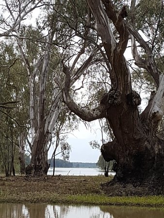The Forest Door - Renee 0