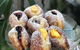 The Pig & Pastry - thumb 0