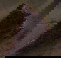 Pizza Paradise - Renee