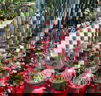 Poppy's Verandah Cafe - Qld Realsetate