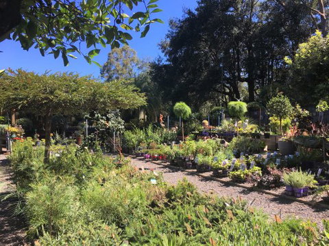 Yatte Yattah Nursery & Cafe - Swimm 0