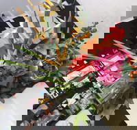 The Cafe Sienna - Swimm