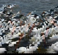 The Red PepperGourmet Pizza and Pasta - Renee