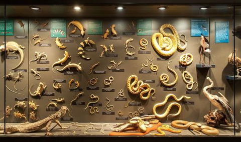 Museum Of Central Australia & Strehlow Research Centre - Internet Find 4
