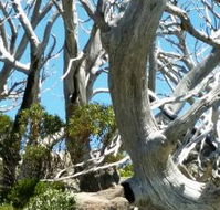 Alpine Eyre - Internet Find