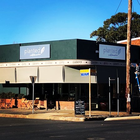 Planted Cootamundra - Renee 0