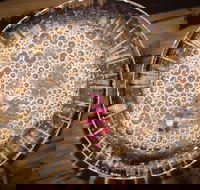 Moya's Juniper Lounge - Renee