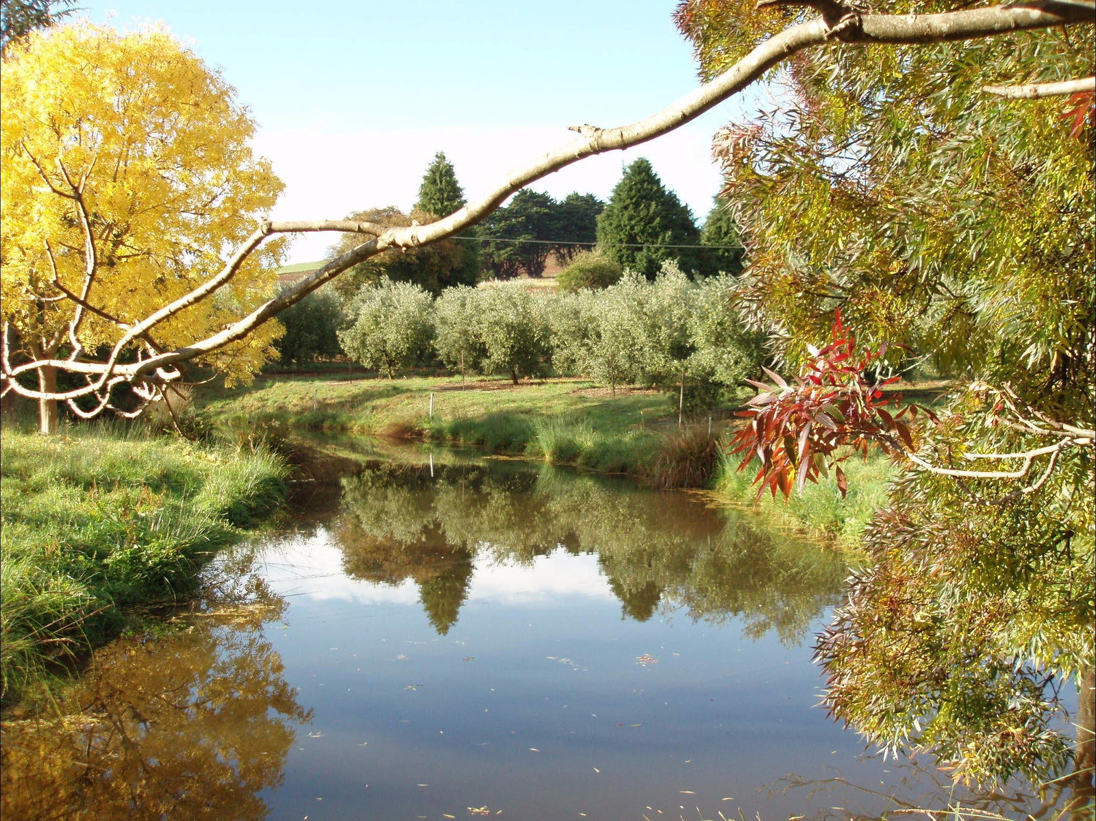 Abbotsham TAS Qld Realsetate