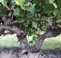 Nick Haselgrove Wines - Internet Find