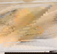 Swish 'n' Chips - Renee