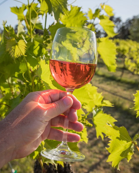 Breakfast Creek Vineyard - Swimm 0