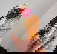 Son of a Baker - Botany - Qld Realsetate