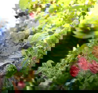 Springwood Farm Berries - Renee
