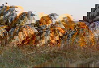 Australian Pumpkin Seed Company