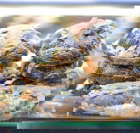 Piccolo Espresso - Qld Realsetate