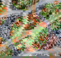 Nudefish Pok - Bondi Beach - Qld Realsetate