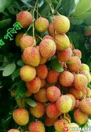 SA's Smokin Pizza - Renee 0