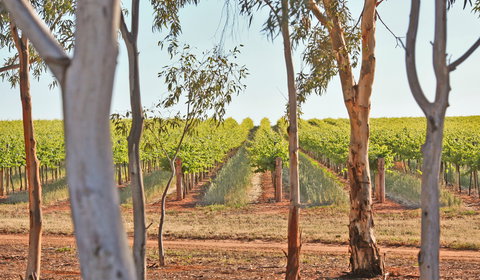 Trentham Estate Winery - Internet Find 1